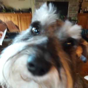 Meet your Posher, Janet